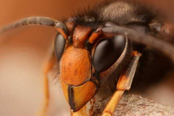 A male Asian hornet (Vespa velutina) photographed in Belgium.