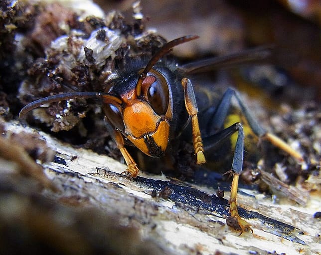 Asian hornet (Vespa velutina) sheltering beneath the bark of a dead tree during winter