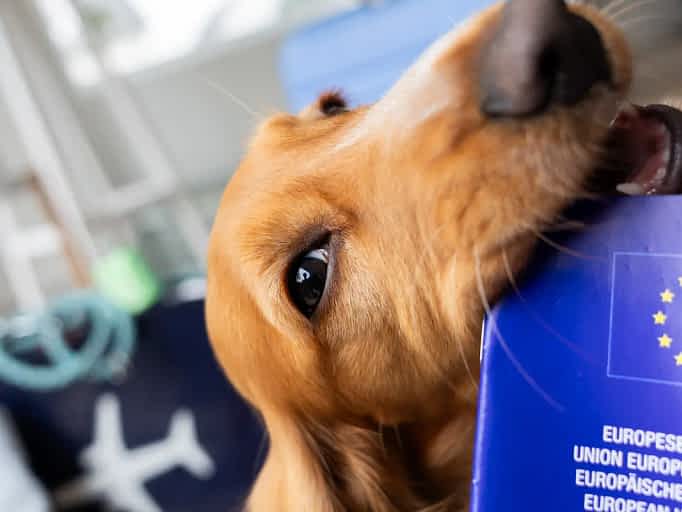 Dog showing EU pet passport