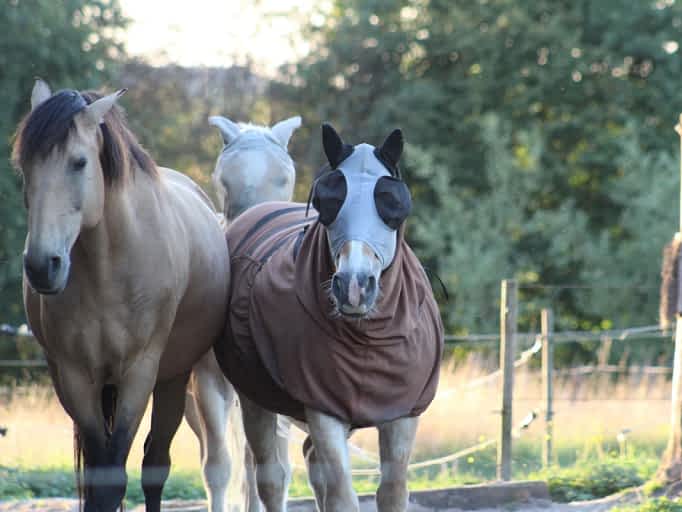 Paarden, natuur en bouwregels in Tervuren