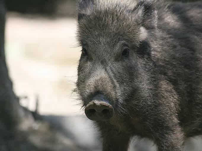 Wild boar