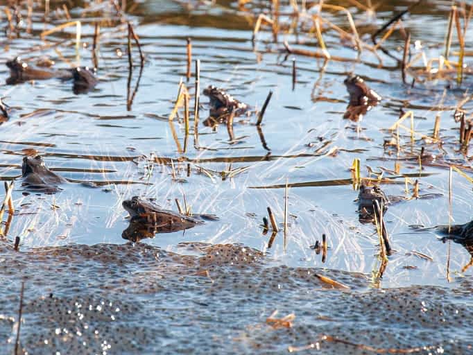 Common European frogs at mating grounds
