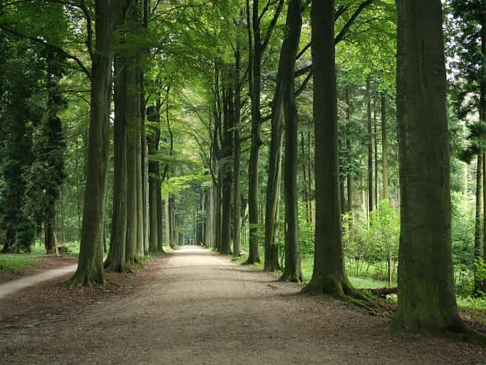 Tervuren Arboretum, Koninklijke Wandeling