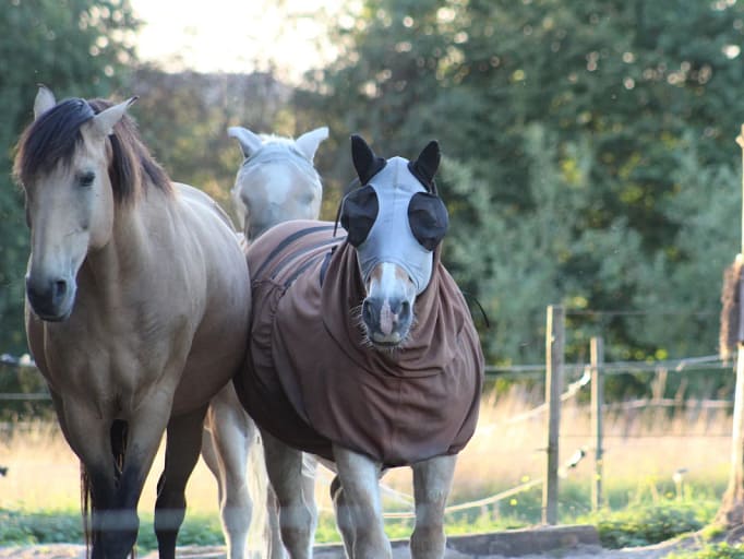 Paarden, natuur en bouwregels in Tervuren