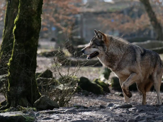 Canis Lupus Lupus