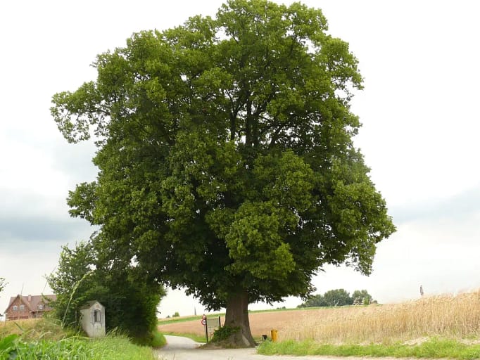 Tilia platyphyllos