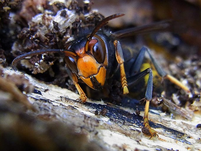 Asian hornet (Vespa velutina) sheltering beneath the bark of a dead tree during winter