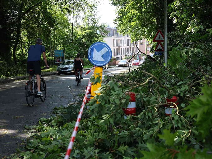 Tervuren’s Oldest Tree Survives Storm as Others Fall