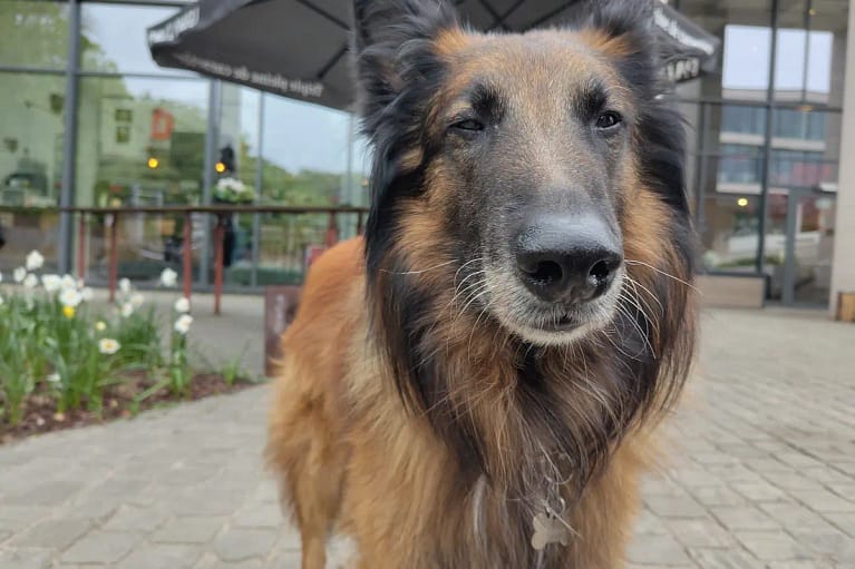 Tervuren hond Oisín