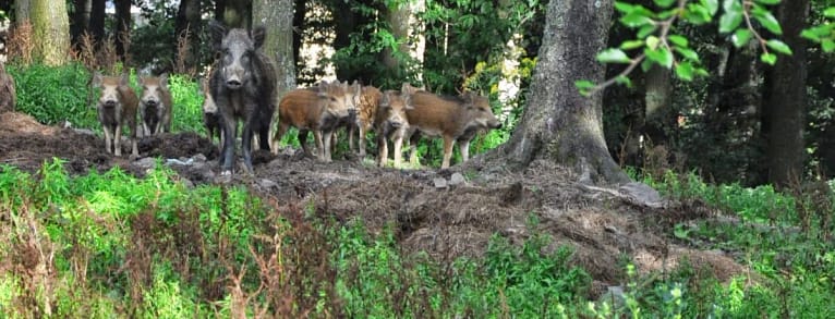 Wild boars