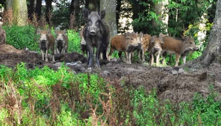 Wild boars