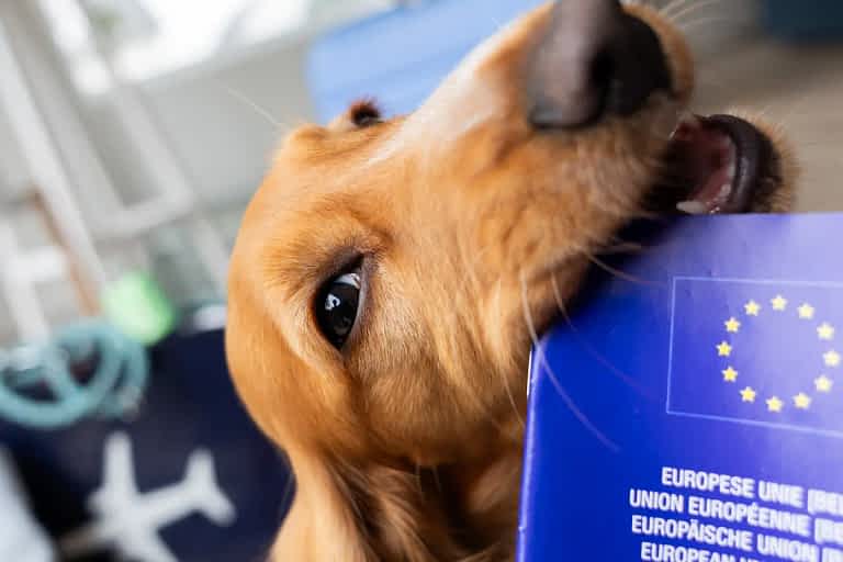 Dog showing EU pet passport