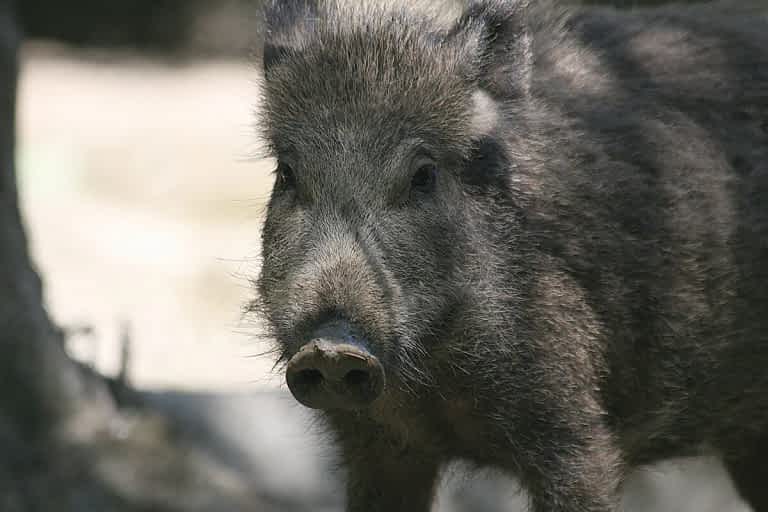 Wild boar