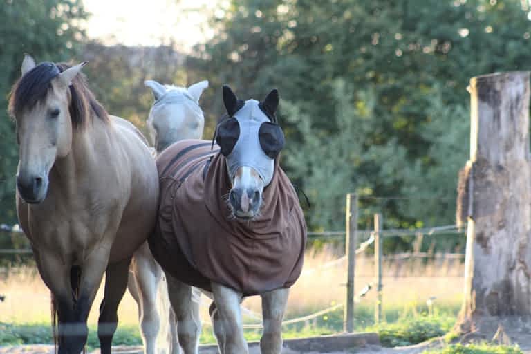 Paarden, natuur en bouwregels in Tervuren