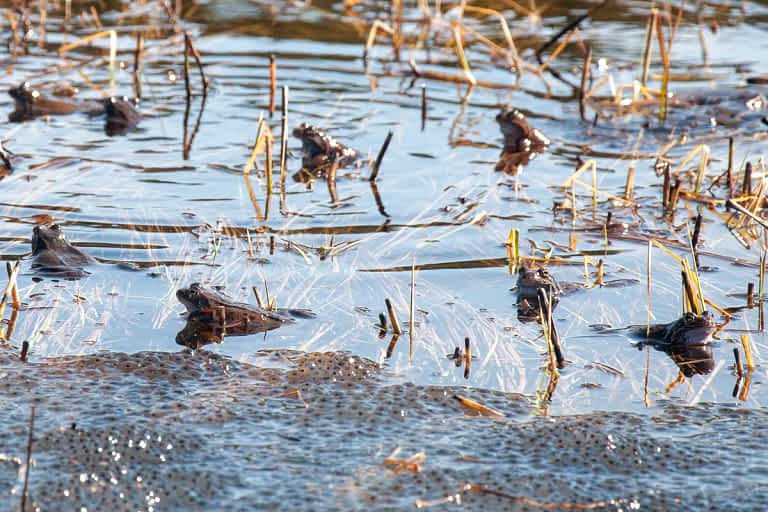 Common European frogs at mating grounds
