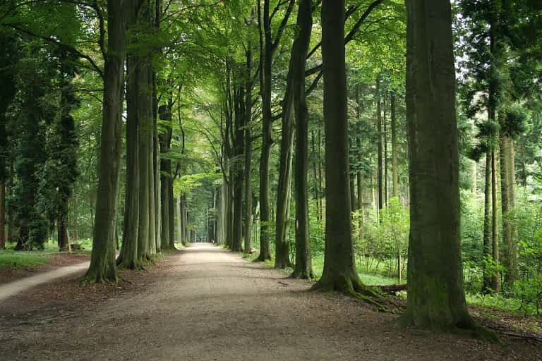 Tervuren Arboretum, Koninklijke Wandeling