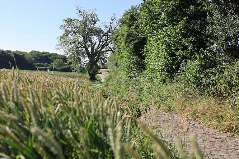 Tervuren's 300 year old Summer Linden survived the Storm. ©Tervuren+