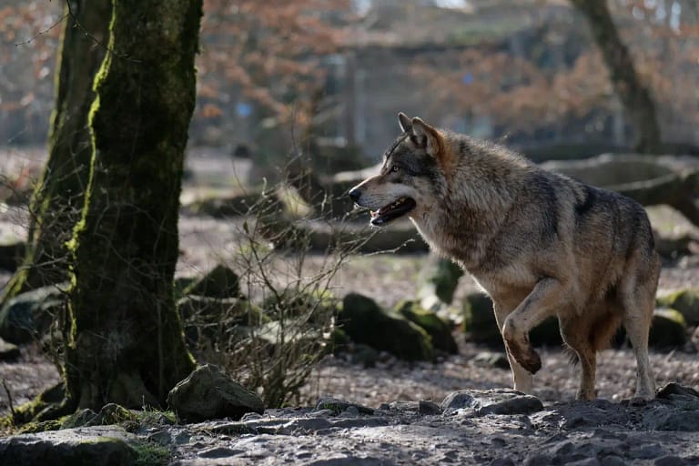 European wolf, Canis Lupus Lupus, in forest habitat, symbolizing return to Tervuren after 200 years.
