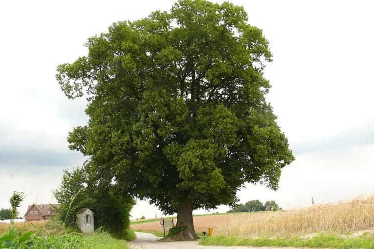 Tilia platyphyllos